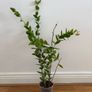 Tall hoya densifolia Image 6