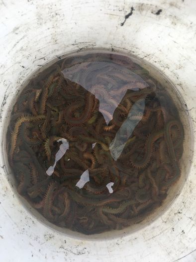 Live & frozen baits