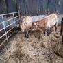 6 Heifer weanlings Image 2