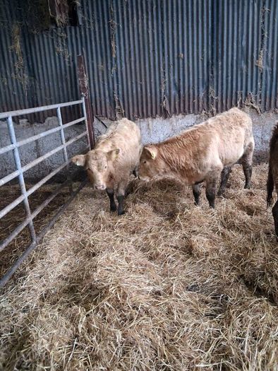 6 Heifer weanlings