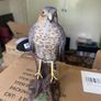 Sparrowhawk Figurine Image 2