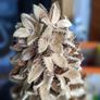Christmas tree Image 6