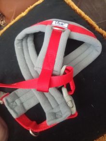 Dog harness
