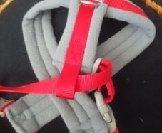 Dog harness