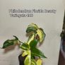 Houseplant Donegal Rare Established plants Image 5