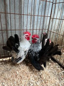 Japanese bantam pairs
