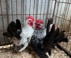 poultry