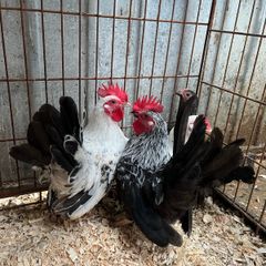 poultry