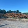 Alder ex forestry for sale Image 3
