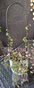 indoor plant