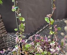 indoor plant