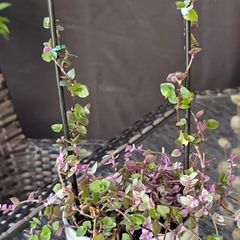 indoor plant