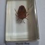 resin encased insects Image 9
