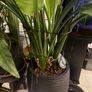 Strelitzia Nicolai Image 3