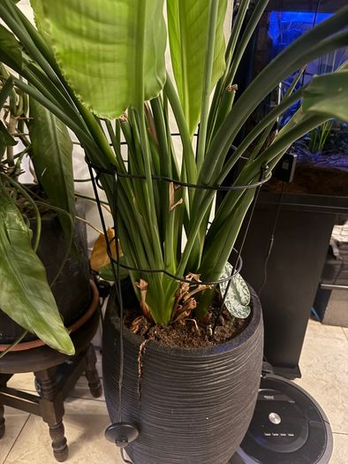 Strelitzia Nicolai