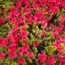 Azaleas, Evergreen Plants Image 2