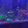 marine fish tank Image 7