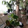 Plants Image 3