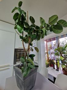 High Ficus rubber Plant