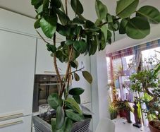 High Ficus rubber Plant