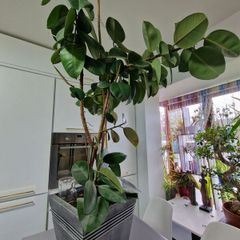 High Ficus rubber Plant