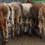 10 suckler bred heifers Image 4