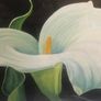 Arum Lily- Nicola Lynch Morrin Image 3