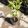 Griselinia Hedging - Potted Image 8