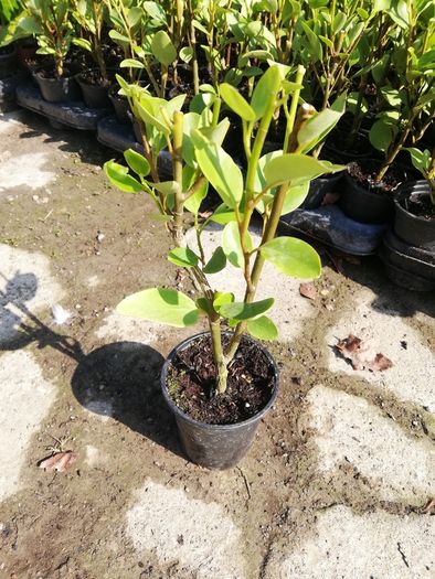 Griselinia Coastal Hedging