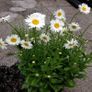 (D) Daisy Mayfield Giants seeds 1g (431847) Image 2