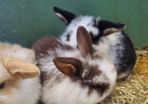 rabbit