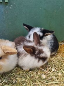 rabbit