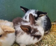 rabbit