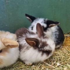 rabbit