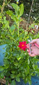 dahlia plant