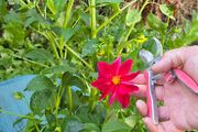 dahlia plant