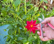 dahlia plant