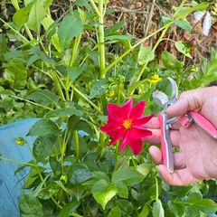 dahlia plant