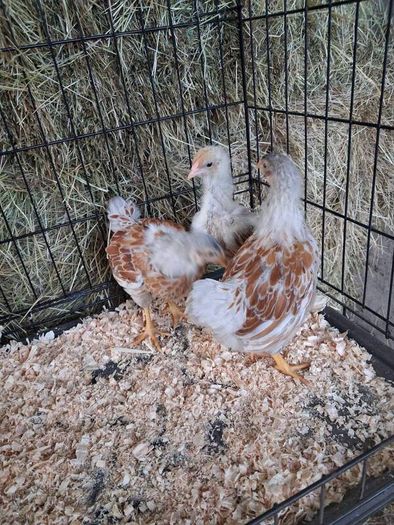 chickens