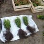 Box Hedging Image 6