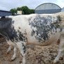 In calf heifers Ballinasloe mart 8th August Image 4
