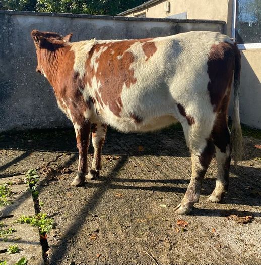 Coloured Shorthorn First Calver