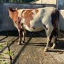 Coloured Shorthorn First Calver Image 2