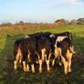 Hereford Weanlings Heiferes No Movements Image 2