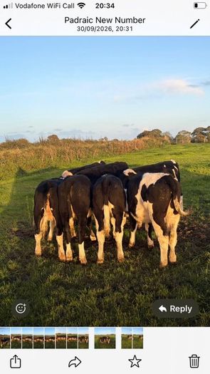 Hereford Weanlings Heiferes No Movements