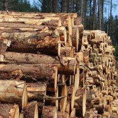 Ash timber in 3 metre lenghts for sale  Co, Meath