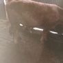 3 yearlings Image 4