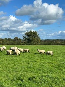 Organic Hoggets