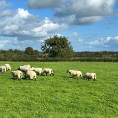 Organic Hoggets