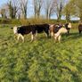Hereford Heifers Image 8
